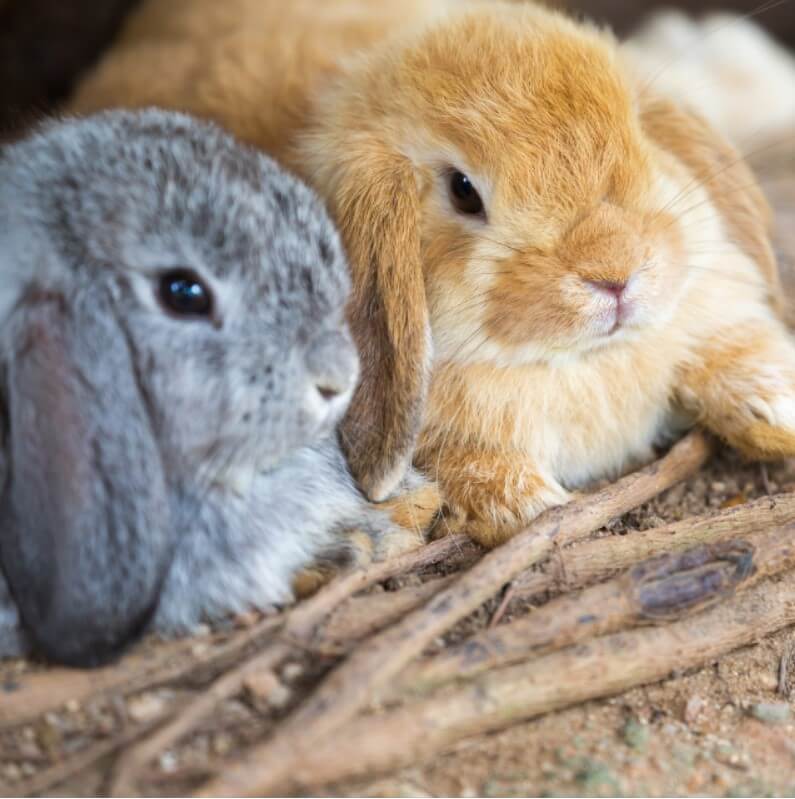 hollanda lop tavşanı